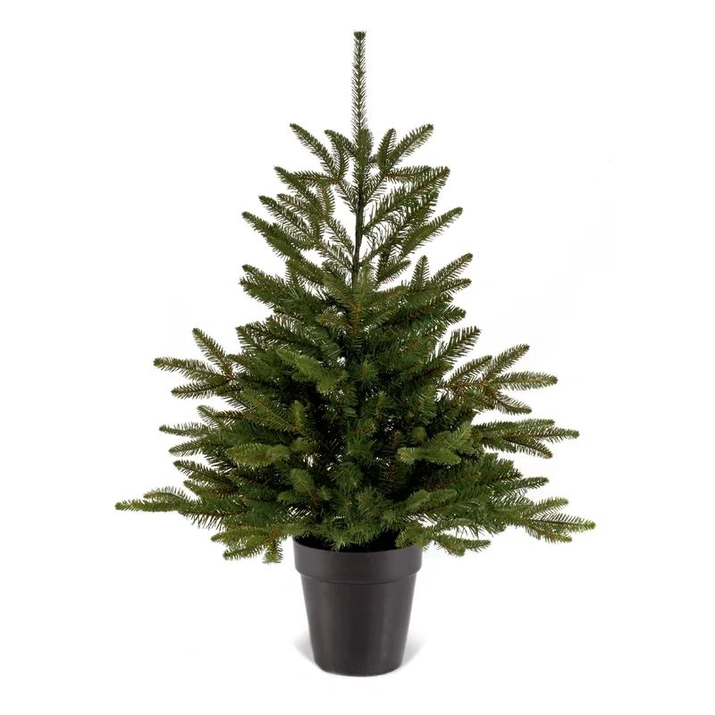 4.5 5ft Pot grown Christmas tree